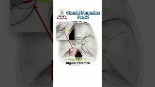 Cranial foramina_Part.2 #anatomy #cranialnerves #cranium #bones #nerve #drawing #medicalstudent