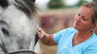 Colorado Horse Rescue