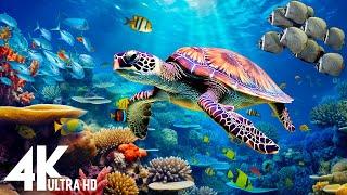 Under Red Sea 4K -Beautiful Coral Reef Fish in Aquarium, Sea Animals for Relaxation, 4K Video UHD #9