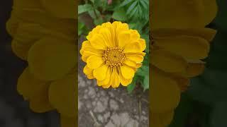 zinnia yellow