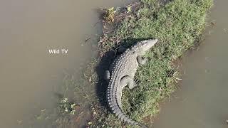 found a massive crocodile by flying a drone in village | WILD TV | #youtube #trending #crocodile