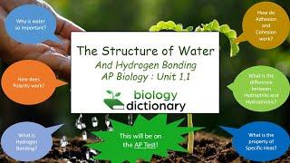 The Structure of Water and Hydrogen Bonding | AP Biology 1.1