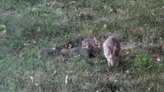 Backyard Rabbit Family