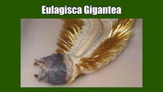 Have You Seen Any Eulagisca Gigantea Before?