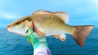 How to Catch More Mangrove Snapper!