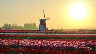 Spring at WoodenShoe Tulip Farm 2024