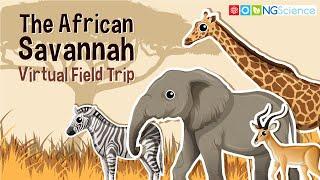 African Savannah – Virtual Field Trip