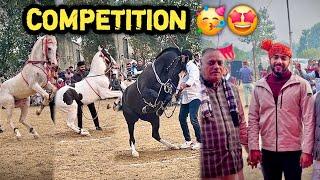 HORSE TOURNAMENT Socha Nahi Tha Itne Sundar Ghode Yaha Mil Jayenge ️Ek Ghodi Pasand Aagyi 