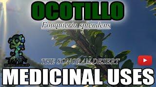 Ocotillo is A THORNY MEDICINAL SHRUB (Fouquieria splendens) The Sonoran Desert (S1E1) Medicinal Uses