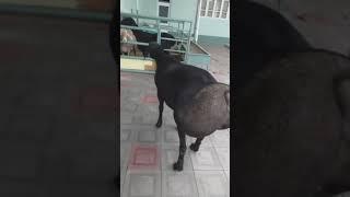 Гисарский баран!