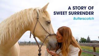 Butterscotch's Story | Colorado Horse Rescue