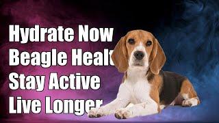 What are the benefits of regular hydration for Beagles?