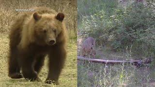 Bobcats and Grizzlies play key roles in Montana's ecosystem