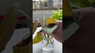 Philodendron Micans Water Propagation  #succulentsbox #houseplant #plantstips #propagation #shorts