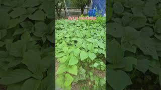 들깻잎 다수확 방빕#들깨#들깨잎 볶음 #농사 #garden #자연농원 #주말농사 #gardening #귀촌생활 #김치 #산골 #산나물