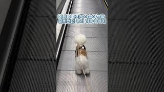 치매가찾아오기전 디테와의 마지막이별여행