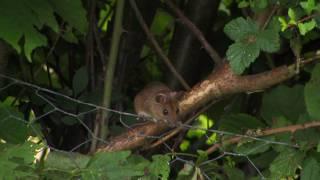 Wood mouse on a bird feeder