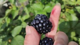 ежевика Астерина,3 летний куст,15 августа 2023.самый вкусный сорт