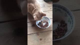 КОТЕНКУ В МИСКУ ПОПАЛАСЬ ЖИВАЯ МЫШКА