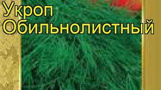 Укроп Обильнолистный (Obil'nolistnyy). Краткий обзор, описание характеристик, где купить семена