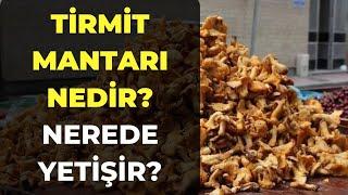 Tirmit Mantarı Nedir? Yenir mi? Nerede Yetişir?