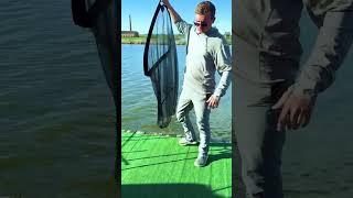 А сколько весит этот КАРП? #shorts  #carpfishing #карпфишинг #рыбалка #carp