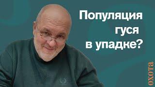 Стало ли меньше серого гуся? Валерий Кузенков о популяции серого гуся.