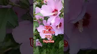 КВІТНУТЬ КВІТИ, ЛЬВІВСЬКА ПЛОЩА, КИЇВ, УКРАЇНА. Flowers in Blossom, Lvivska Square, Kyiv Ukraine