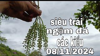 BSKR - khai thác và gl ae chòi mòi trâu, sẻ lá dài,chim chim (08/11/2024)️0965.773.818