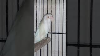 Decno Love Bird into Albino red eyes #status #bird #youtubeshorts #lovebird #parrot #socialmedia