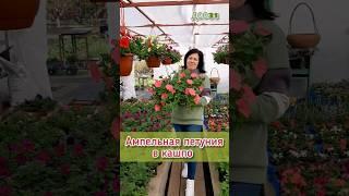 Моя теплица 26 апреля 2023г #рассада #петуния #теплица #ампельнаяпетуния