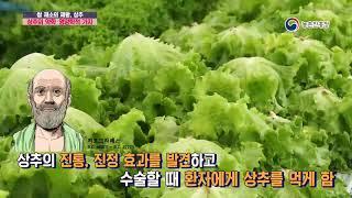 [농촌진흥청 농업기술]쌈 채소의 제왕, 상추