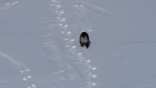 River Otter Sliding on Snow!