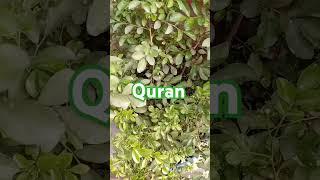Al Quran Karim #bayan  #quranictranslation #quran #youtubeshorts #trending