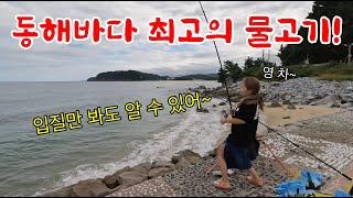 난폭한 입질! 최고의 몸값! 동해바다 최고의 물고기~ 너란 녀석은 여기 올 때마다 잡히는구나!