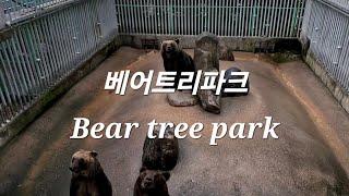 베어트리파크. Bear tree park. 반달가슴곰, 불곰 동물원, 당근 먹이주기체험. 천안, 아산, 세종 볼거리