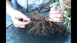 Repotting a wild olive bonsai