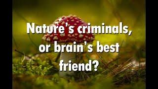 Decriminalize Nature - How Nature's "Criminals" Can Heal the Brain