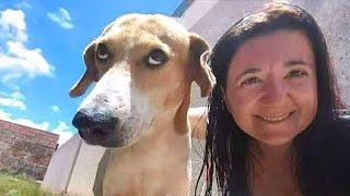 The most CRAZY DOGS in the world  Funny Dog Videos 2024