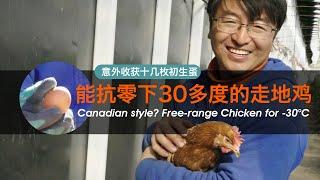 Faced with the "threat" of wildlife, why I insist on raising free-range chickens?