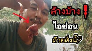้ตกปลาช่อนหน้าดิน(เหยื่อสด) fishing snakehead fish by chicken offal | angler