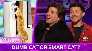 Dumb Cat or Smart Cat? Lukas Gage, Jaboukie Young-White, and Caitlin Reilly Find Out