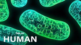 Mitochondria Aren't Just the Powerhouse of the Cell