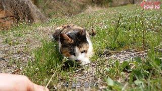 어쩔수 없이 개인소장용 삼색이 영상 올림