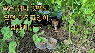 죽은 엄마고양이 젖을 먹고 있었다는 아기고양이 삼남매 