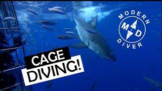 Cage Diving with GREAT WHITE SHARKS - Guadalupe Expedition - Modern Diver Channel