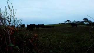 Cows over Hen Efail