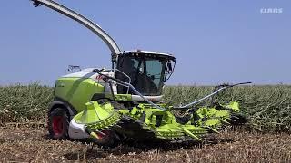 New CLAAS ORBIS 900 Head Battles Down Corn