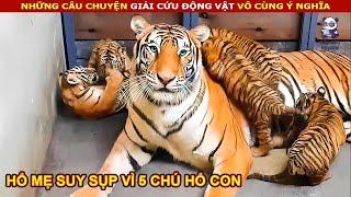 Hổ Mẹ sinh ra 5 chú hổ con vừa phải làm cha và mẹ khiến nó bất lực || Review Con Người Và Cuộc Sống