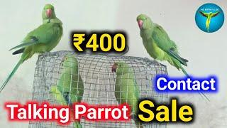 Talking Parrot Sale | Ringneck Parrot | Online Parrot Sale #parrots